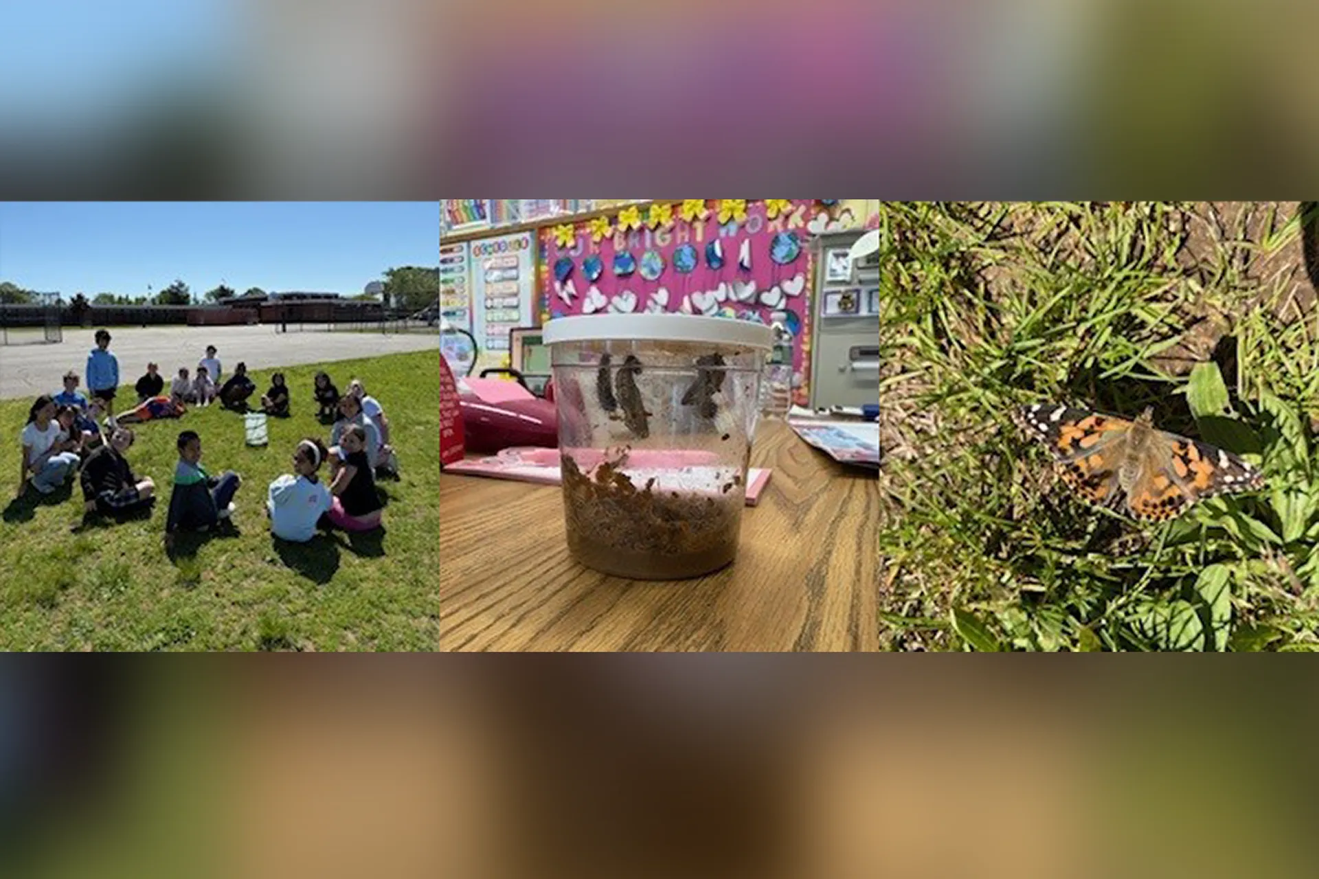 Ms. Borst's Third Graders Explore Lifecycles